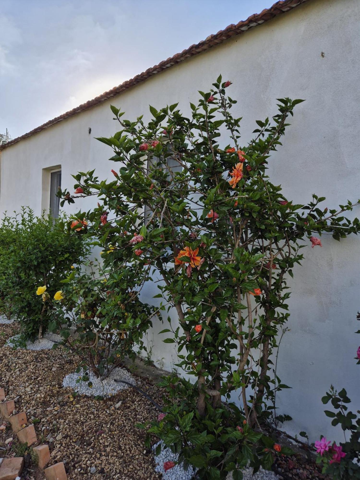 Villa Elvira Country House Belvedere Marittimo Kültér fotó